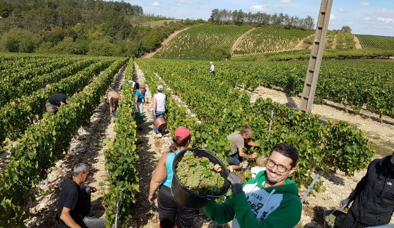 Harvesting in 2019