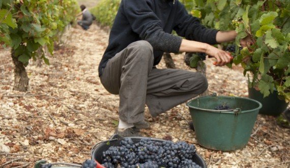 Manual harvesting for the Bourgogne Côtes d'Auxerre Pinot noir