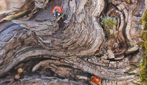 Quelques coccinelles  se promenants sur un cep de vigne